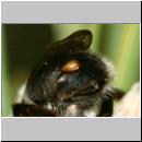 Stylops melittae - Faecherfluegler w01 Weibchen unmittelbar nach Kopula.jpg